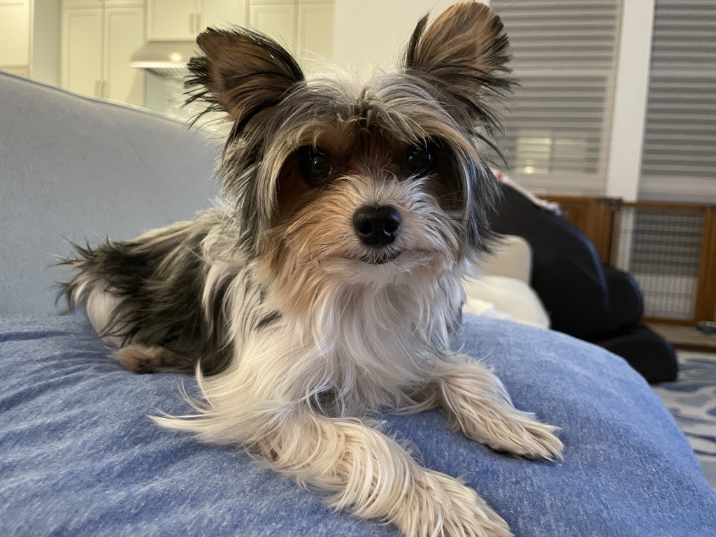 Yorkie portrait